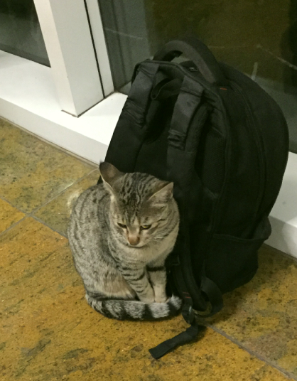 Toofan the Campus Cat, in the Mess with a Backpack