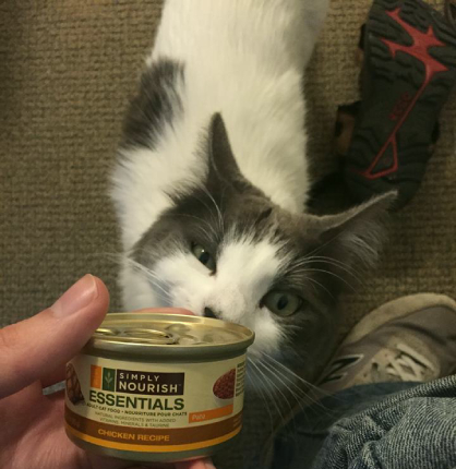 Rava the Cat Looks at a Can of Cat Food
